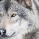 Image for article titled Alaskan Gray Wolf Can't Believe No One Told Him He’s Got Snow On Nose